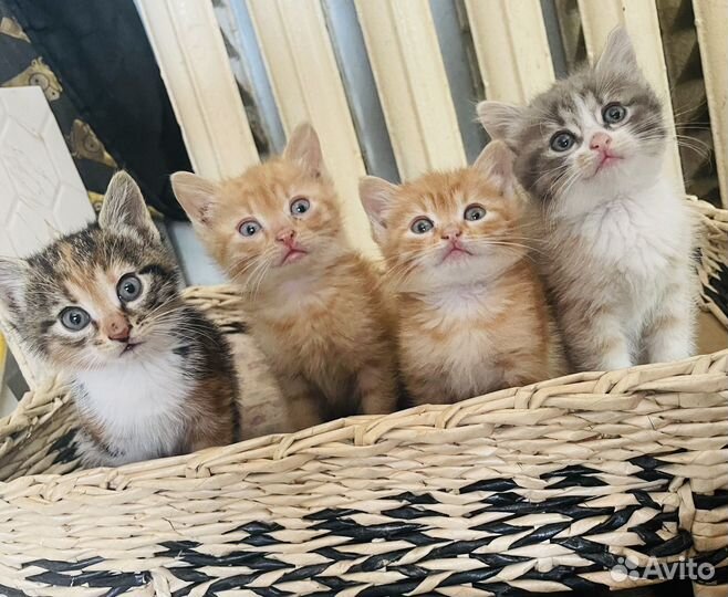Кошечки в добрые руки бесплатно