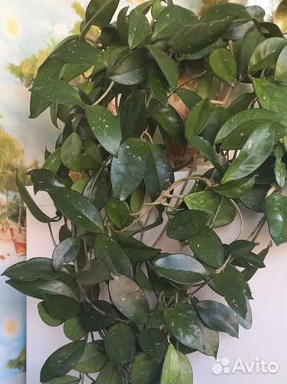 Хойя карноза