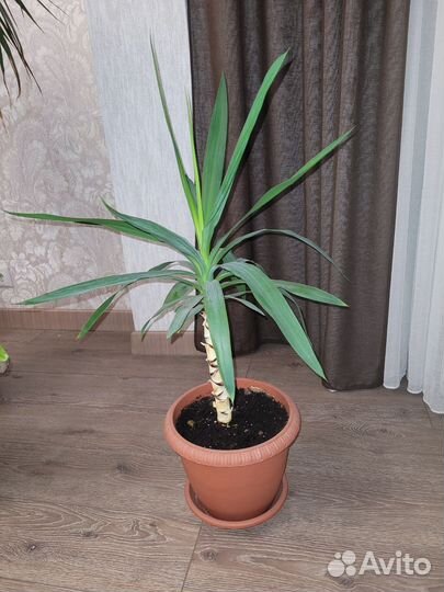 Пальма юкка