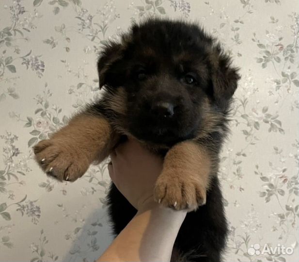 Немецкая овчарка