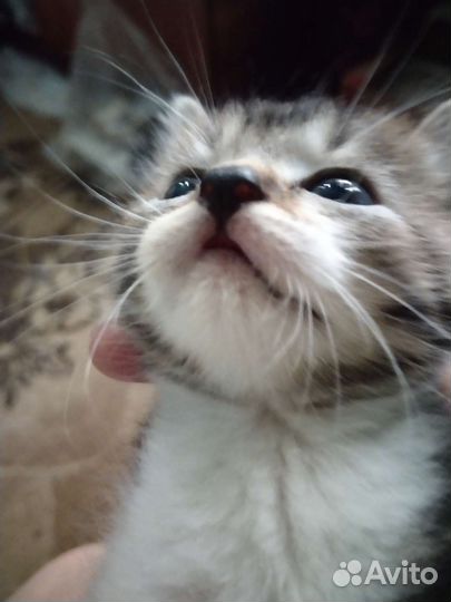 Кошки в добрые руки