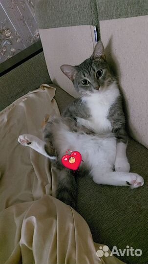 Отдам кошечку