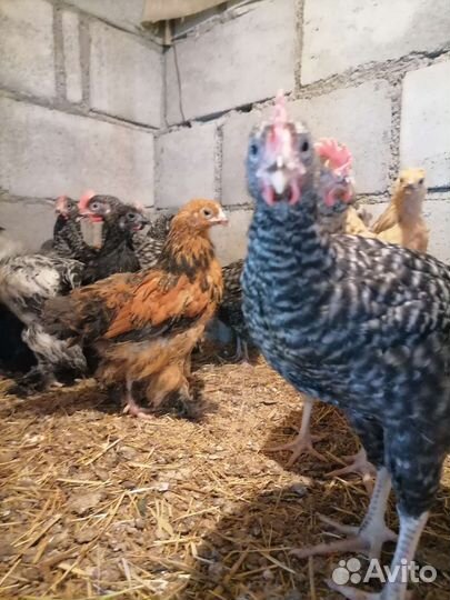 Цыпленок, доминанты, Брама