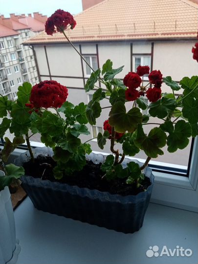 Герань розочками