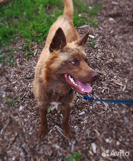 Разноцветноглазый 