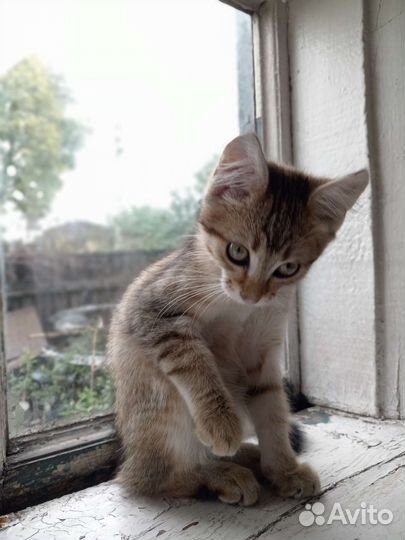 Котенок мальчик