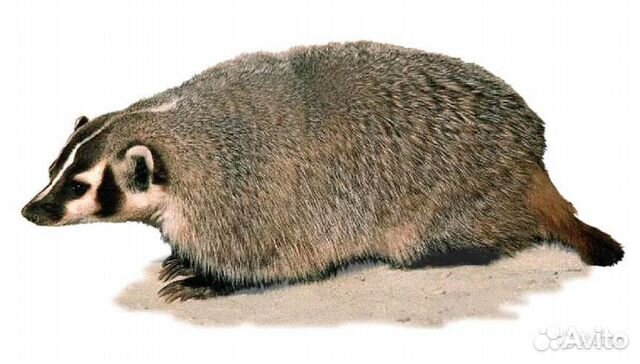 Барсучий жир