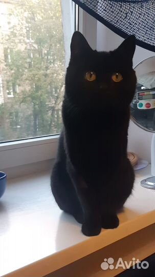 Отдам кота в добрые руки