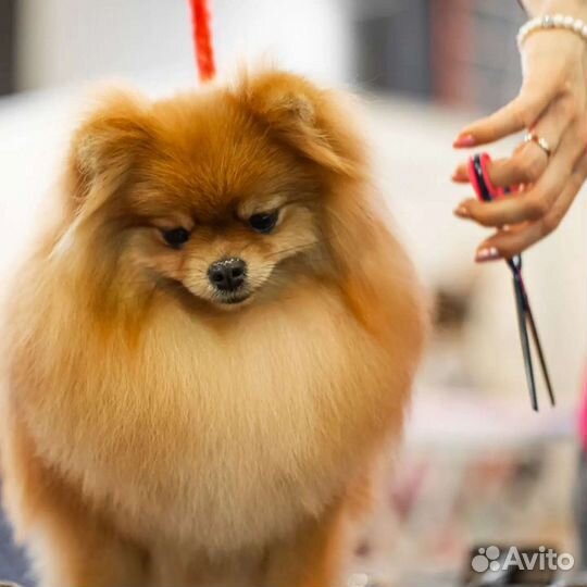 Груминг - Салон. Зоо-отель. Дрессировка собак