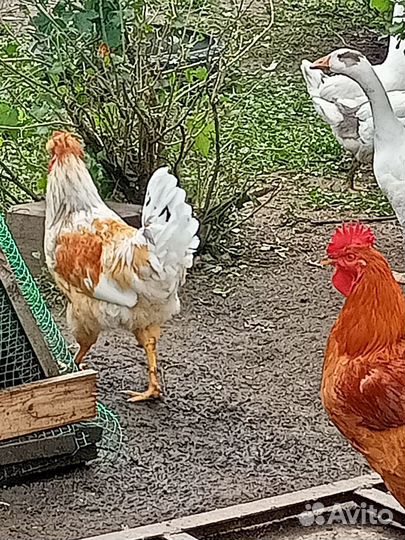 Домашние животные и птица