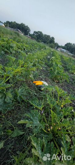 Кабачки на корм