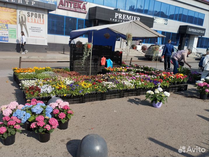 Петуния, однолетние и домашние растения