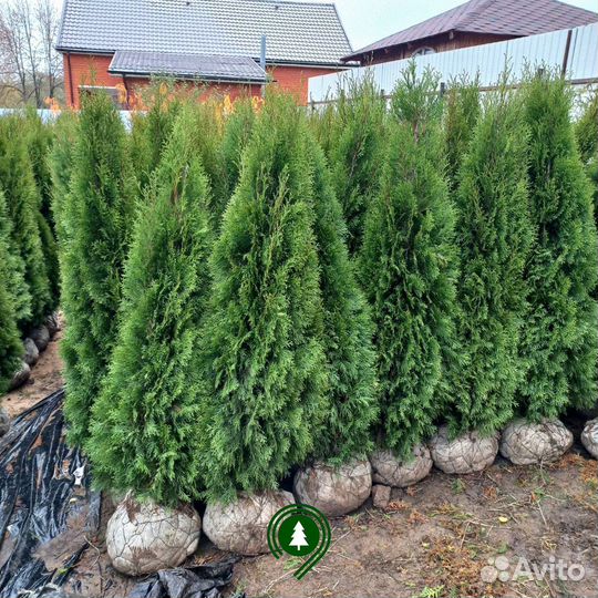 Туя смарагд, брабант, колумна. Из питомника