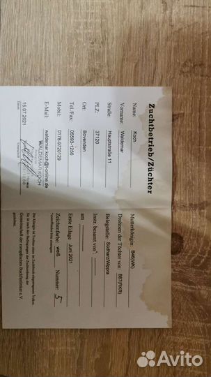 Пчеломатки Бакфаст