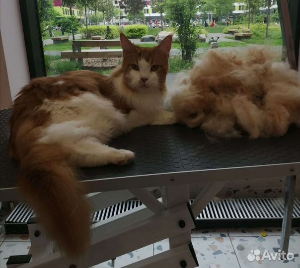 Груминг студия