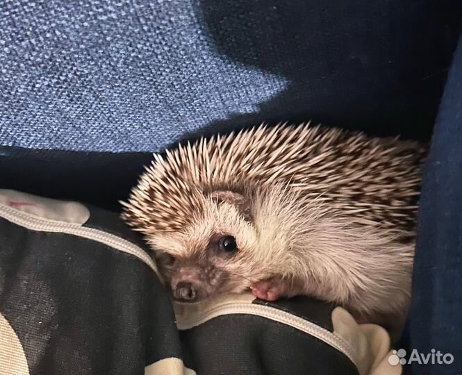 Африканский еж (вязка) - ищу даму сердца