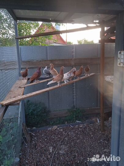 Голуби ширики многоперые красные белые