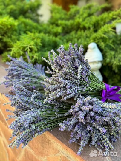 Букет из лаванды
