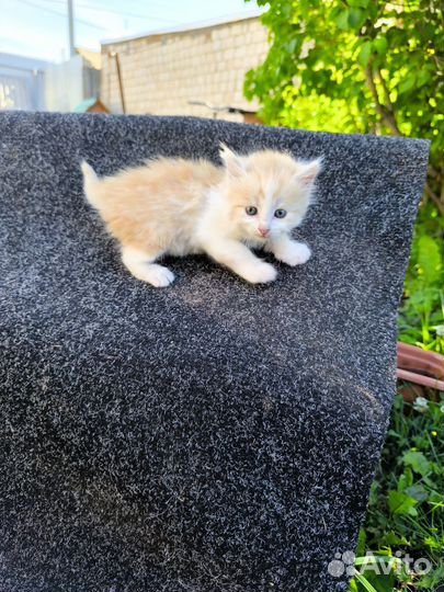Котенок в дар бесплатно