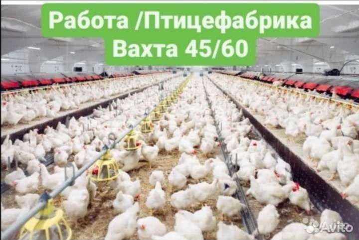 Разнорабочие /Птицефабрика
