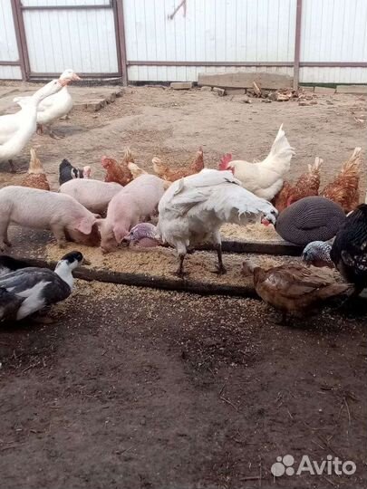 Свинки ландрас