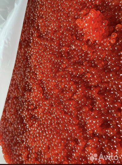 Красная Икра Вылов 2023