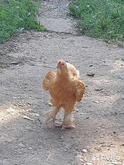Петухи Куры