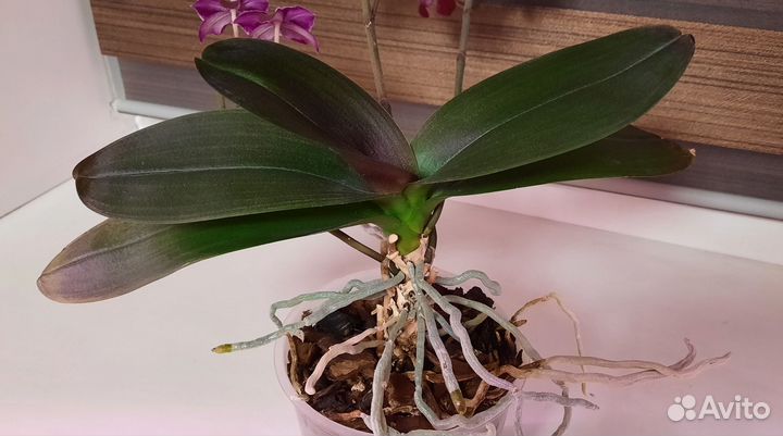 Орхидея фаленопсис Гранберри Чача