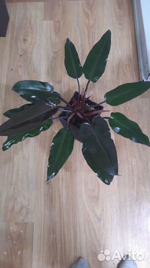 Филодендрон Блэк Мэджестик