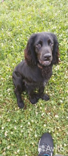 Собака в добрые руки отдам бесплатно