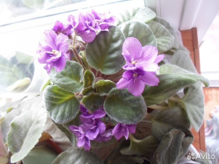 Цветущие фиалки