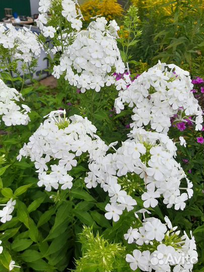 Флоксы многолетние