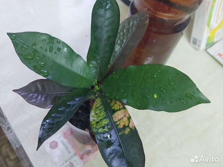 Кодиеум миссис айстон, Талнах