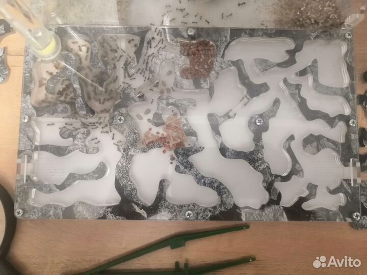 Большая Муравьиная ферма с муравьями