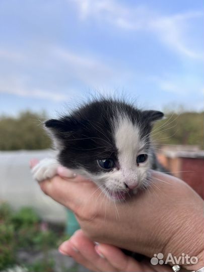Котята