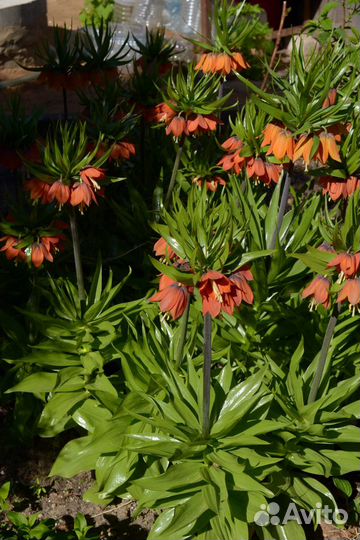 Многолетние цветы для сада