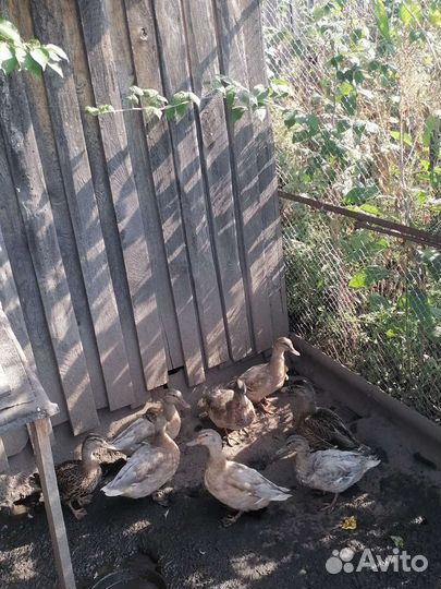 Подсадные утки