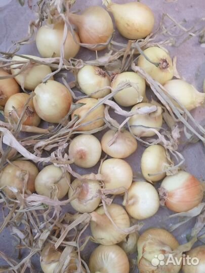 Лук семейный на посадку и еду