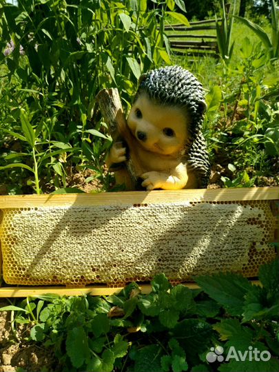 Сотовый мед