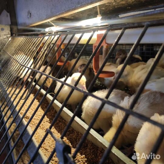 Индюки виктория, бронзовые с 12 июля