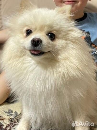 Шпицульки девочки