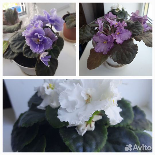 Комнатные цветы