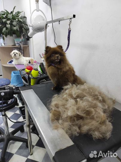 Груминг стрижка собак