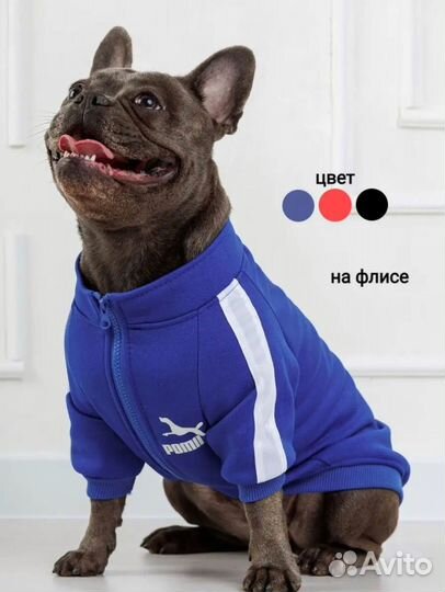 Одежда для собак и кошек