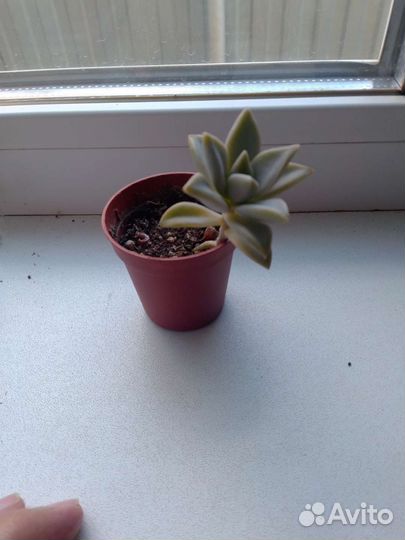 Эхиверия Трампет пинки, Суккуленты