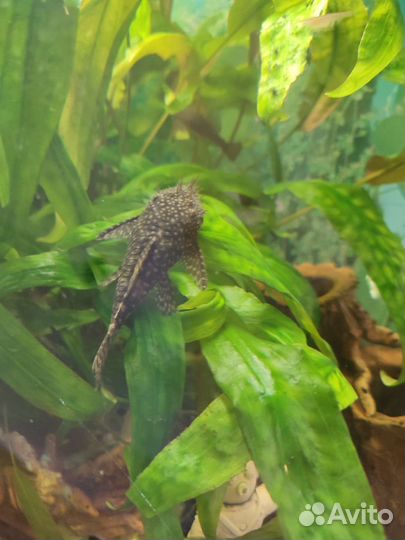 Анциструсы