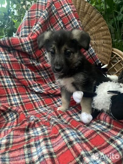 Овчаристые щенки