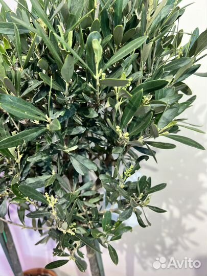 Оливковое дерево в цветении