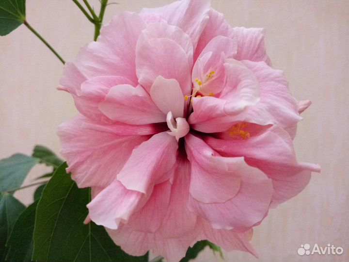 Гибискусы розовые 9 видов