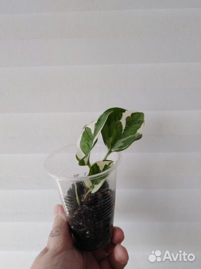 Сциндапсус энджой